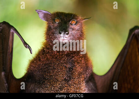 Grand Malayan flying fox close-up portrait Banque D'Images