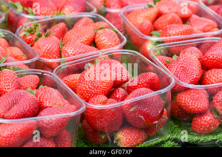 Le fraisier 'fragaria ananassa' dans des barquettes for sale at market stall Banque D'Images