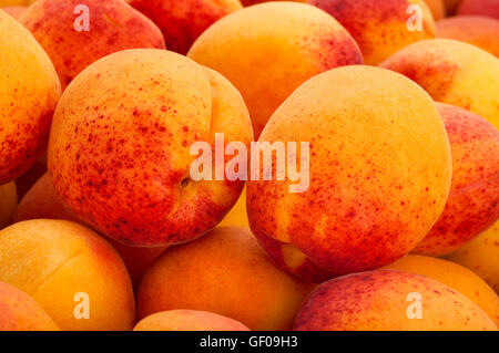 Abricots closeup Banque D'Images