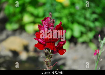 Snapdragon Antirrhinum majus, fleur Banque D'Images