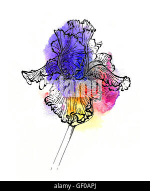 Illustration de l'iris à la main. Contour noir et argent sur pourpre et d'or aquarelle splash, effet 3D. Banque D'Images