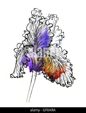 Illustration de l'iris à la main. Contour noir et argent sur pourpre et orange aquarelle splash, effet 3D. Banque D'Images