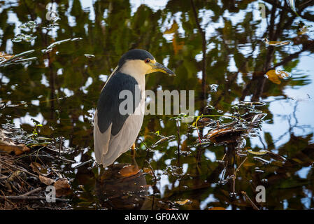 Black-Crown oiseau Heron nuit de détente dans l'eau. Banque D'Images
