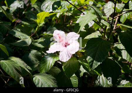 Fleurs rose campanula dans close-up shoot in Garden Bodrum, Turquie Banque D'Images