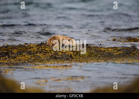 Otter au bord de Lochs Banque D'Images