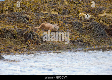 Otter au bord de Lochs Banque D'Images