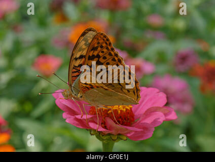 Paire de papillons violet Cardinal sur zinnia fleur Banque D'Images