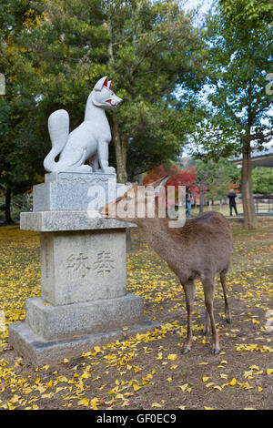 Deer à Nara, Japon Banque D'Images