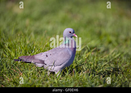 Pigeon colombin Columba oenas se nourrissant sur le terrain Banque D'Images