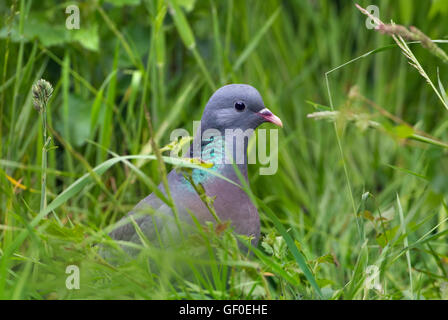 Pigeon colombin Columba oenas feeding in grass Banque D'Images