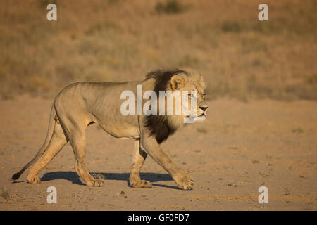 Une crinière d'un lion mâle noir promenades le long de la rivière Nossob dans le Kgalagadi Transfrontier National Park, Afrique du Sud. Banque D'Images