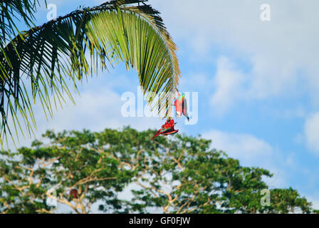 Deux rouges et verts d'Aras suspendu à des feuilles de cocotier. Banque D'Images