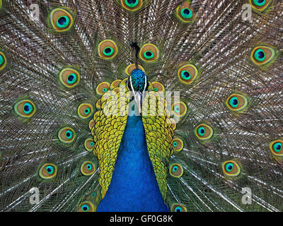Vue avant de l'affichage spectaculaire peacock en raison de monastère byzantin de St Naum sur les rives du lac Ohrid Macédoine Banque D'Images