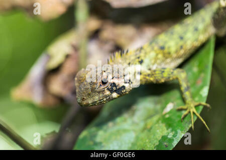 Bien camouflée de forêt amazonienne (Dragon vert Enyalioides laticeps lézard) sur une feuille, le Parc National Yasuní, fleuve Napo, Equateur Banque D'Images