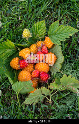 L'Alaska, les îles Aléoutiennes, l'île de l'AGNU. Rouge et Or sauvage ronce (Rubus spectabilis) sauvage : Banque D'Images