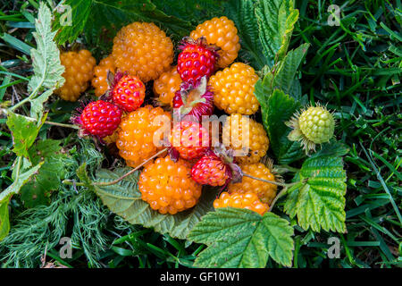 L'Alaska, les îles Aléoutiennes, l'île de l'AGNU. Rouge et Or sauvage ronce (Rubus spectabilis) sauvage : Banque D'Images