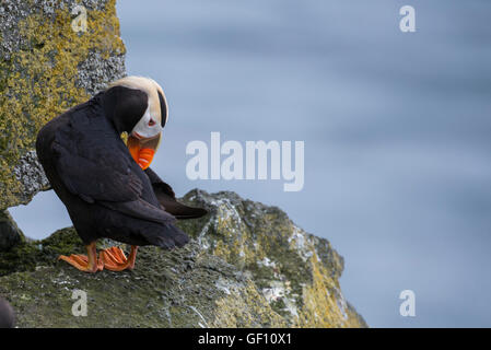 L'Alaska, des îles Pribilof, Saint Paul (57-07-75N 170-18-07W) le macareux huppé crested aka (puffin Fratercula cirrhata) sauvage : Banque D'Images