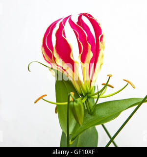 Gloriosa superba Rothschildiana 'isolés' Fleur, également connu sous le nom de 'gloire' Lily Banque D'Images
