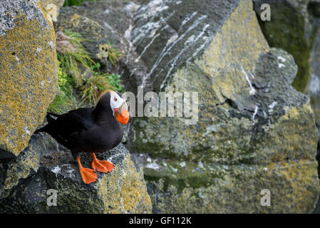 L'Alaska, des îles Pribilof, Saint Paul (57-07-75N 170-18-07W) le macareux huppé crested aka (puffin Fratercula cirrhata) sauvage : Banque D'Images