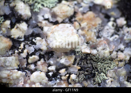 Sur la surface de marbre, la croissance des cristaux de quartzite de lichen. Macro Banque D'Images