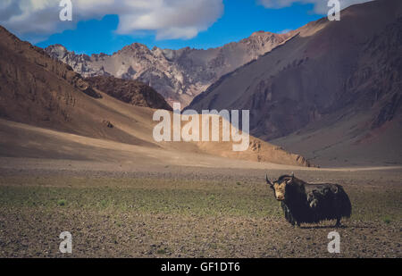 Peluche noir énorme yak dans une vallée du Tibet Banque D'Images