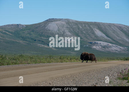 Alsaka, péninsule de Seward, Nome. Nome-Taylor alias Kougarok Road route ou chemin Taylor. Boeuf musqué (Wild Lone bull : Ovibos moschatus) Banque D'Images