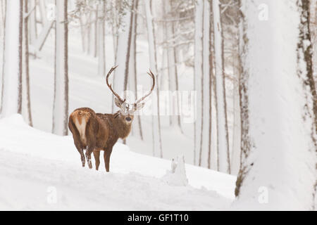 Red Deer dans la neige hiver Banque D'Images