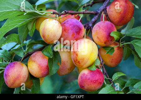 Prune cerise ou prune Mirabelle, fruits mûrs Prunus domestica syriaca Banque D'Images