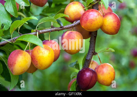 Prune cerise ou prune Mirabelle, Prunus domestica syriaca Banque D'Images