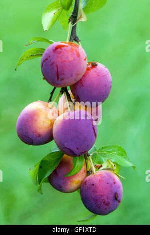 Prune cerise ou prune Mirabelle, Prunus domestica syriaca Banque D'Images