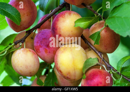 Prune cerise ou prune Mirabelle, Prunus domestica syriaca Banque D'Images