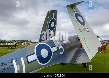 1944 Spitfire MKIII Westland Seafire avec les ailes repliées pour porte-avions Service au 2015 Goodwood Revival, Sussex, UK Banque D'Images