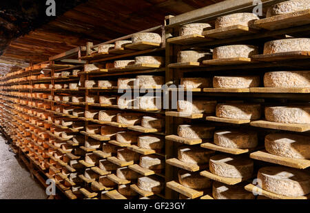 La Tomme de Savoie le vieillissement dans la grotte de Monts et Terroirs. Montmélian, Savoie, France. Banque D'Images