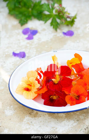 Tropaeolum majus. Fleurs de Capucine comestibles sur une plaque émaillée Banque D'Images