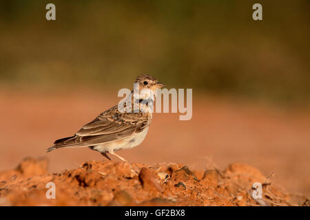 Calandre Melanocorypha calandra,, seul oiseau au sol, Espagne, juillet 2016 Banque D'Images