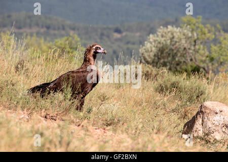 Cinereous Vulture ou vautour noir, Coprinus monachus, seul oiseau au sol, Espagne, juillet 2016 Banque D'Images