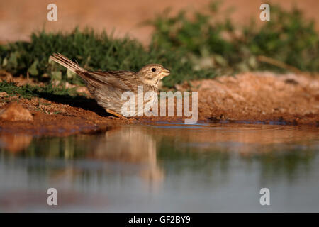 Corn Bunting, Emberiza calandra, seul oiseau par l'eau, Espagne, juillet 2016 Banque D'Images