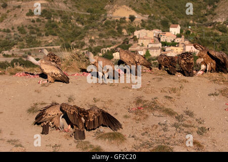 Vautour fauve, Gyps fulvus, Groupe d'oiseaux sur le sol, Espagne, juillet 2016 Banque D'Images