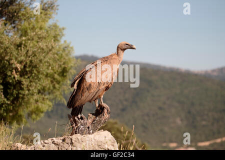 Vautour fauve, Gyps fulvus, seul oiseau au sol, Espagne, juillet 2016 Banque D'Images