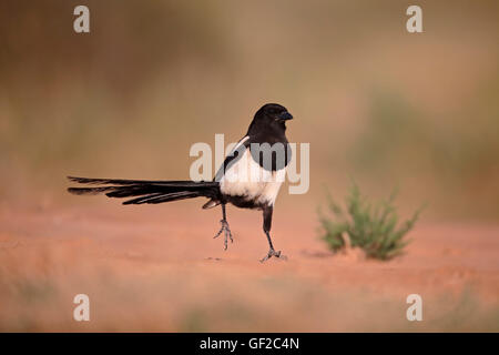 Pie bavarde, Pica pica, seul oiseau au sol, Espagne, juillet 2016 Banque D'Images