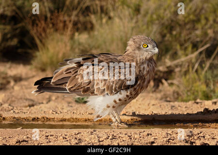 Circaète jean-le-blanc, Motacilla gallicus, seul oiseau par l'eau, Espagne, juillet 2016 Banque D'Images