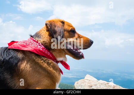 Chien avec un fichu rouge donnant sur le bord de la montagne à Shenandoah Banque D'Images