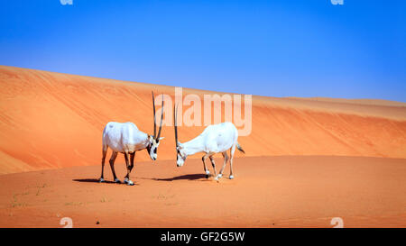 Ou Arabian oryx antilopes dans la réserve de conservation du désert près de DUBAÏ, ÉMIRATS ARABES UNIS Banque D'Images