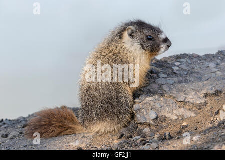 Marmotte à ventre jaune Banque D'Images