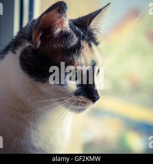 Portrait d'un chat Banque D'Images