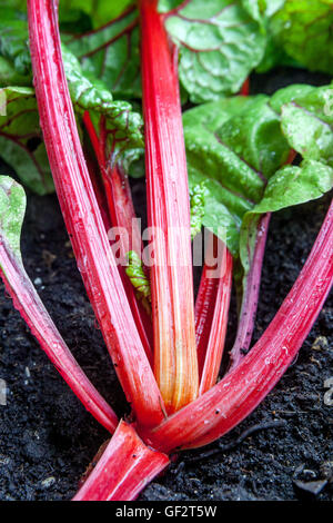 Verger suisse jardin de légumes Mangold petits légumes Banque D'Images