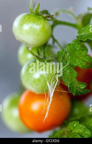 Tomates naines non mûres de cerise sur la branche, tomates mûres non mûres Banque D'Images