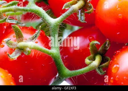 Tomates naines à la cerise sur la branche, tomates mûres Banque D'Images