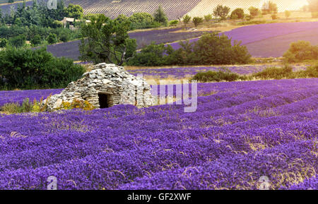 Beau paysage de champ de lavande en Provence, France, Europe. Ancienne maison de ferme en pierre en milieu de terrain. Banque D'Images