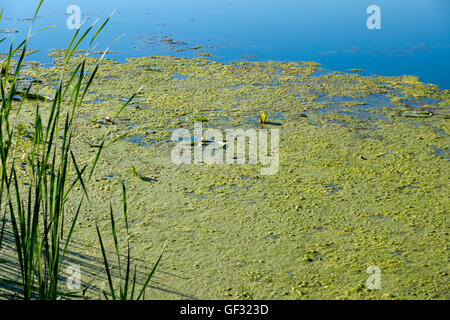 Les lentilles d'eau, d'algues et de nénuphars flottant sur l'eau dormante d'un lac d'eau douce dans le Michigan. Banque D'Images
